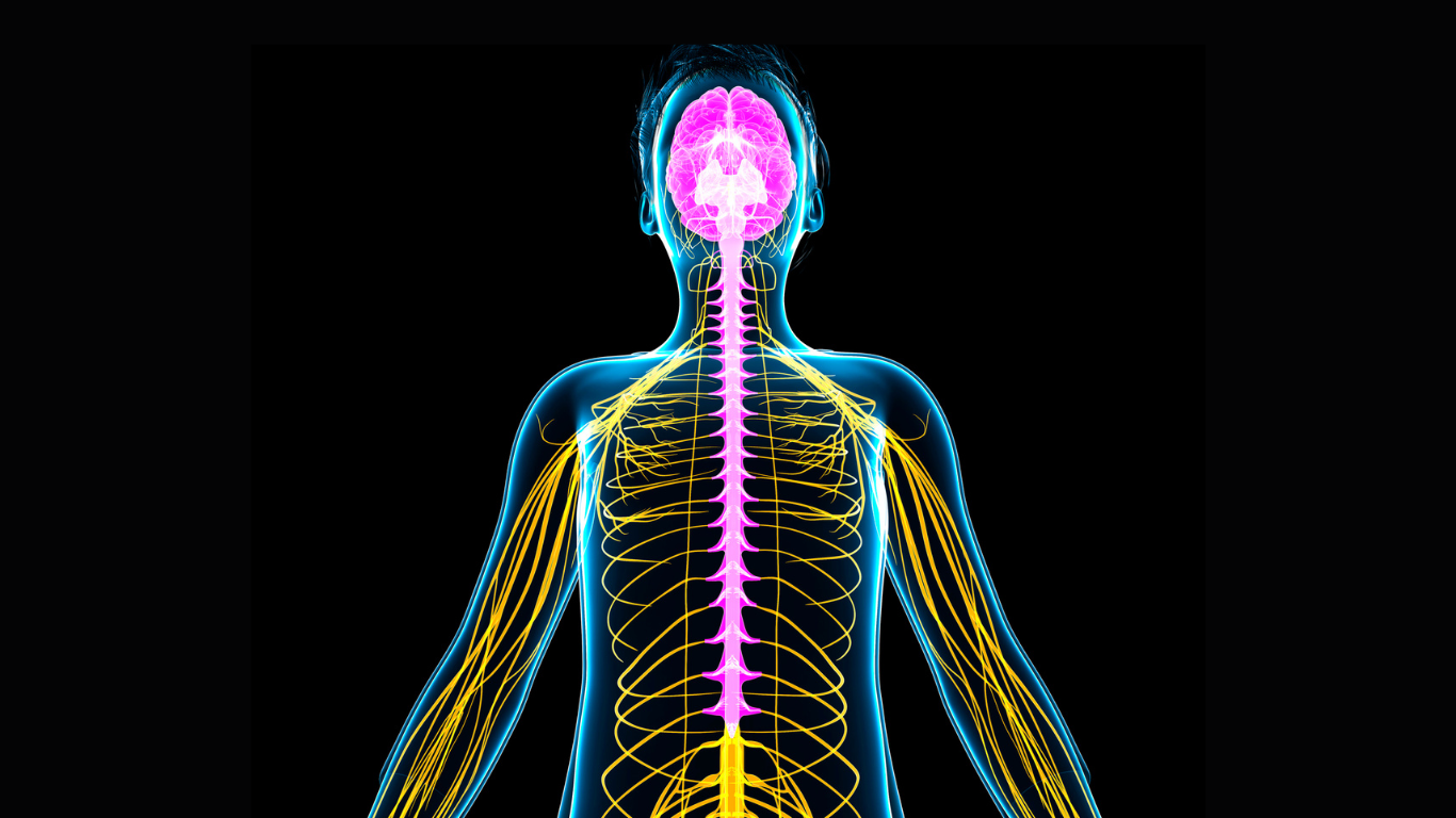 The Subtle Art of Breathing: A Tale of Two Systems- PNS & SNS